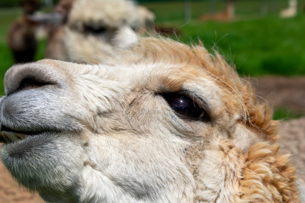 Self-Hosting Llama 3 vs Paying for Claude API: A Cost and Performance Analysis self-hosting Llama vs Claude — photo by Ellephant on Unsplash