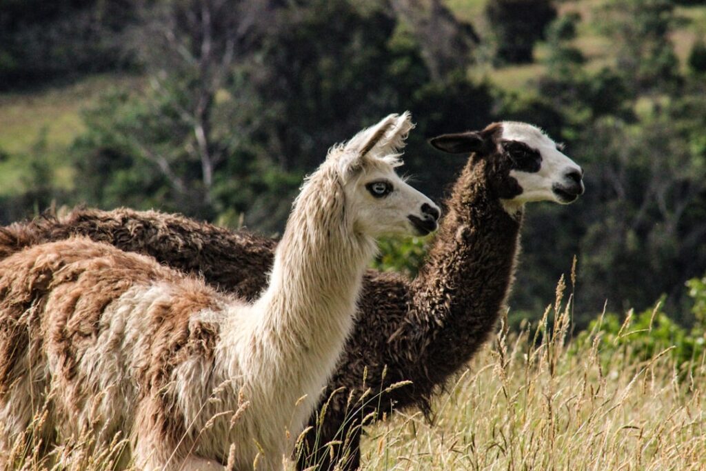Self-Hosting Llama 3.1 vs Paying for Claude API: Cost and Performance Breakdown self-hosting llama vs claude API — photo by Daniel Pelaez Duque on Unsplash